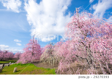 鈴鹿の森庭園　しだれ梅 29270393
