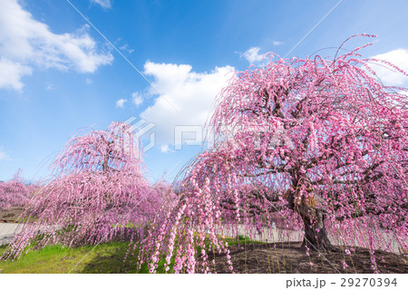 鈴鹿の森庭園　しだれ梅 29270394