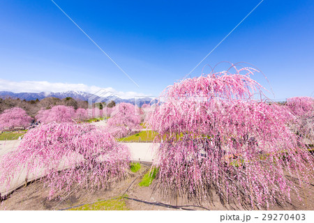 鈴鹿の森庭園　しだれ梅 29270403
