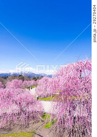 鈴鹿の森庭園　しだれ梅 29270404