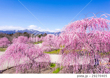 鈴鹿の森庭園 しだれ梅の写真素材