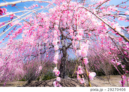 鈴鹿の森庭園　しだれ梅 29270406