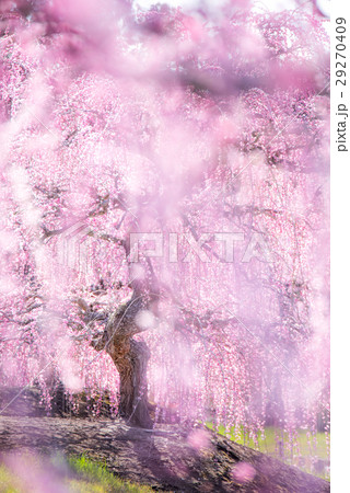 鈴鹿の森庭園　しだれ梅 29270409