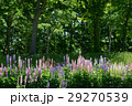 木漏れ日の中のルピナス 29270539