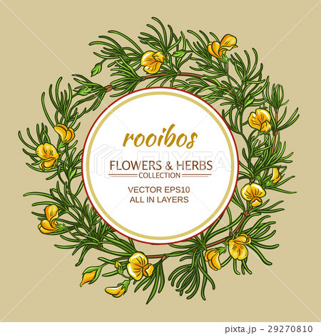 rooibos vector frame rooibos vector frame 29270810