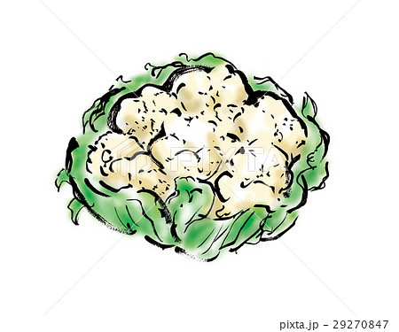 カリフラワーのイラスト素材