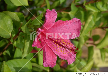 花 フラワー お花 29271323