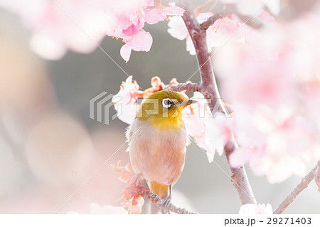 河津桜とメジロ 29271403