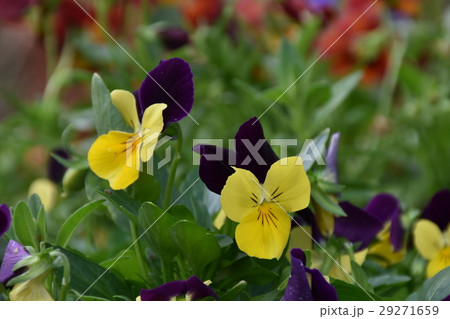 花 フラワー お花 29271659