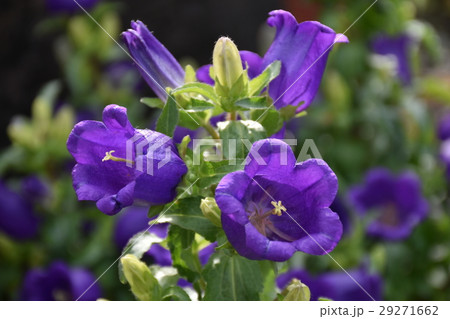 花 フラワー お花 29271662