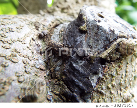 セマダラナガシンクイ 29271917