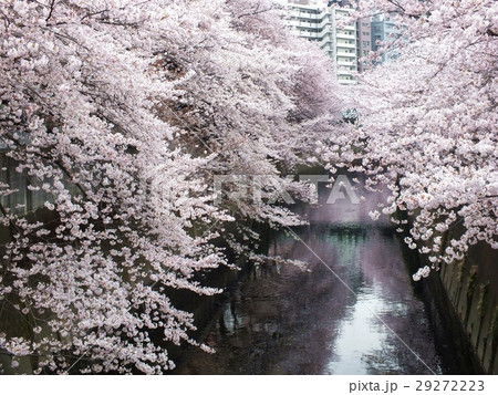 川面に届く桜 29272223