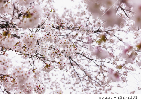馬事公苑の桜 馬事公苑の桜 29272381