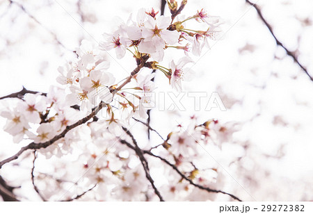 馬事公苑の桜 馬事公苑の桜 29272382
