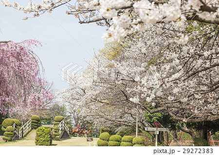 馬事公苑の桜 29272383