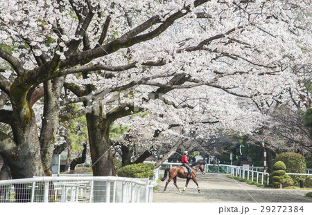 馬事公苑の桜 馬事公苑の桜 29272384