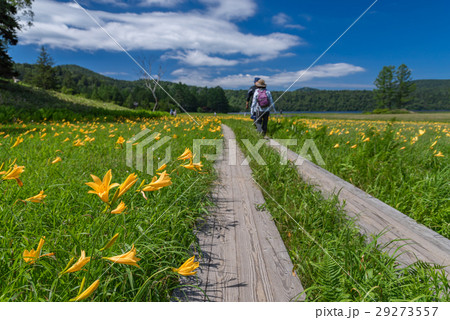 尾瀬　大江湿原のニッコウキスゲ 29273557