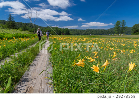 尾瀬　大江湿原のニッコウキスゲ 29273558