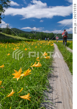 尾瀬　大江湿原のニッコウキスゲ 29273559