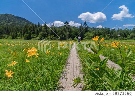 尾瀬　大江湿原のニッコウキスゲ 29273560