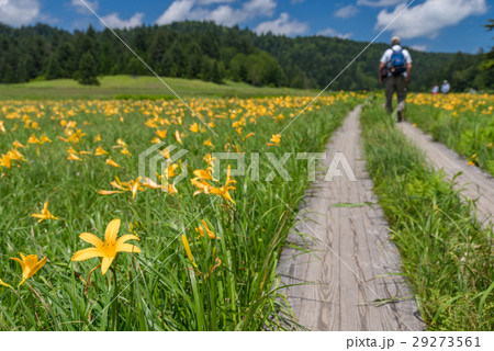 尾瀬　大江湿原のニッコウキスゲ 29273561