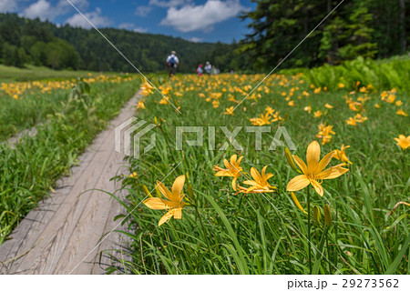 尾瀬　大江湿原のニッコウキスゲ 29273562