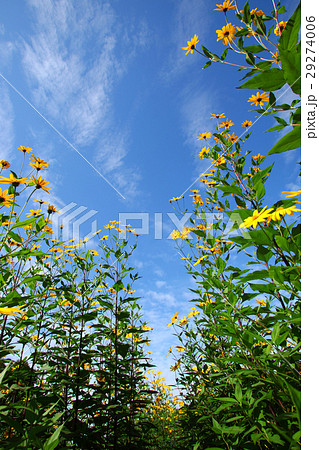 秋空に映えるキクイモの花 秋空に映えるキクイモの花 29274006