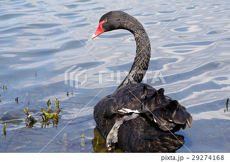 コクチョウ 29274168