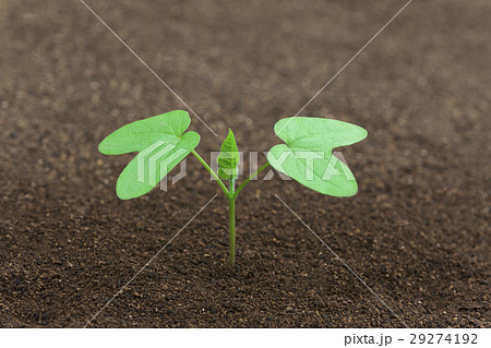 アサガオの子葉と黒土 成長過程 学校教育 理科の写真素材 29274192 Pixta
