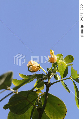 エビスグサ エビスグサ 29274222