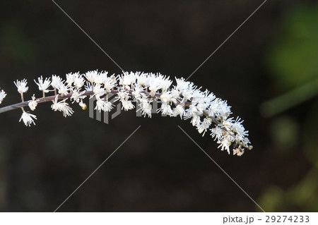 サラシナショウマ 29274233