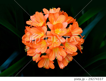 Clivia miniata orange flowers Clivia miniata orange flowers 29274337