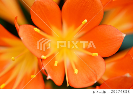 Clivia miniata orange flowers 29274338