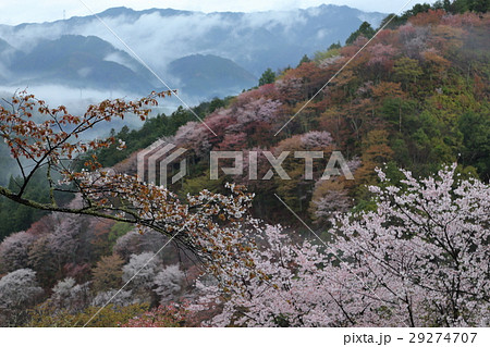 吉野山　下千本の桜 29274707