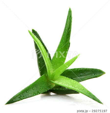Aloe vera plant 29275197
