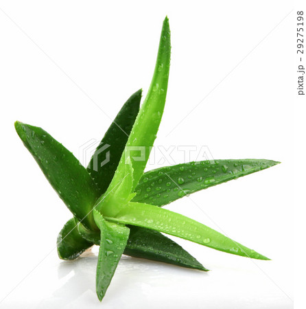 Aloe vera plant 29275198