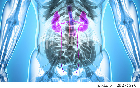 3D illustration of Urinary System, medical concept 29275536