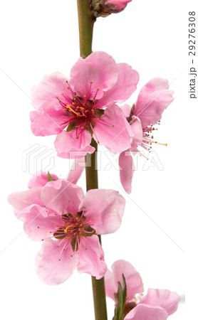 Cherry blossom, sakura flowers isolated 29276308