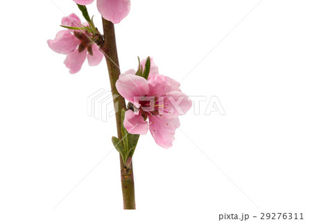Cherry blossom, sakura flowers isolated 29276311