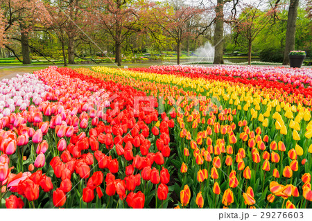 Rows of tulip flowers 29276603
