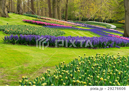 spring flowers in holland garden spring flowers in holland garden 29276606