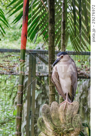 Black-crowned night heron 29276972