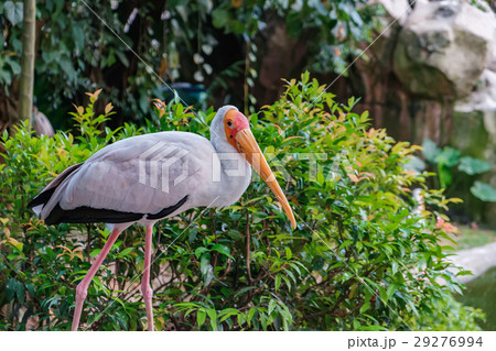 Milky stork resting and looking at the camera 29276994