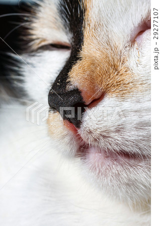 close up of nose and mouth of a cat close up of nose and mouth of a cat 29277107