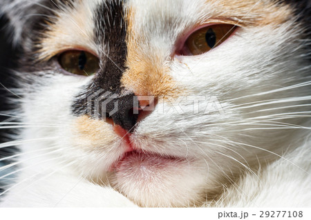 close up of nose and mouth of a cat close up of nose and mouth of a cat 29277108