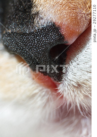 close up of nose and mouth of a cat close up of nose and mouth of a cat 29277110