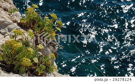 Flowering plants near the sea. Close-up. 29278124