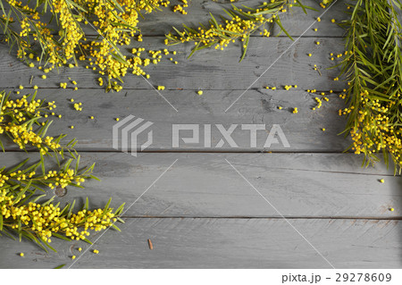 Mimosa flowers on gray wooden background. old 29278609