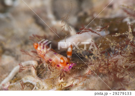 センテンイロウミウシ 29279133