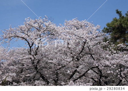 桜・夙川 桜・夙川 29280834
